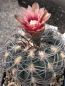 Preview: Gymnocalycium spegazzinii var. punillense JN105
